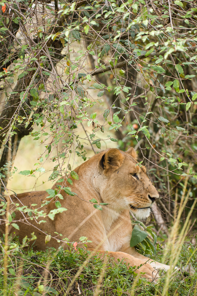 mara
